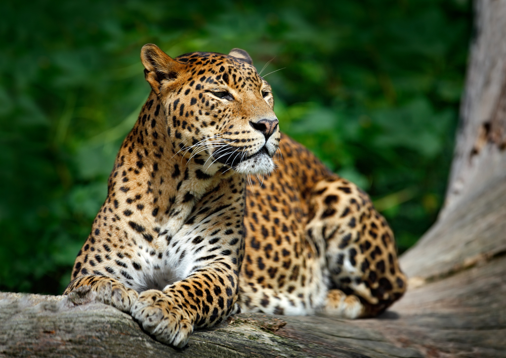Yala National Park – Leopard & Wildlife Safari